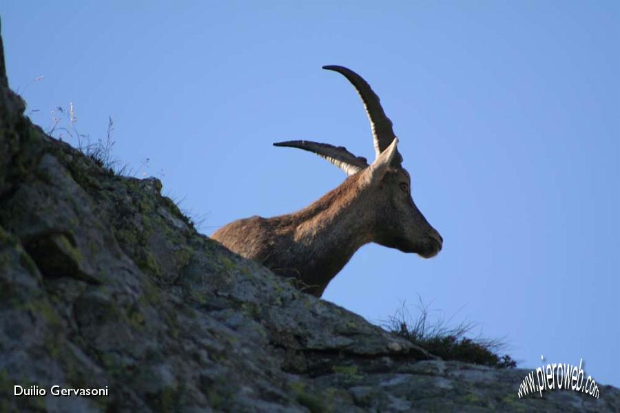 04 Stambecco al Passo di Salmurano.jpg